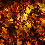 Fall Into You