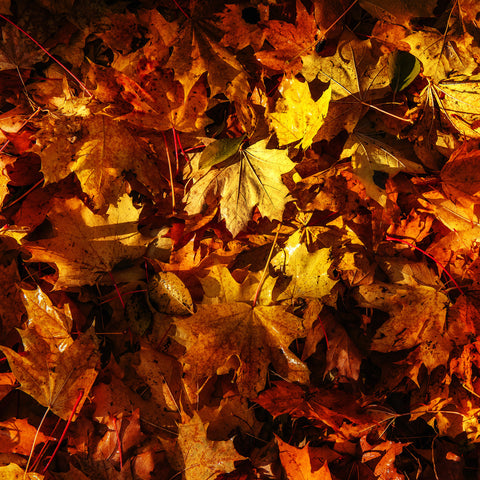 Fall Into You